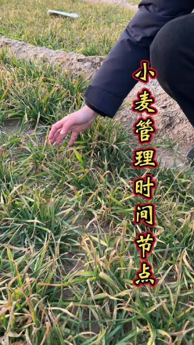 小麦管理时间 小麦一喷三防，性价比高效果棒。#小麦高产技术 #小麦 #小麦一喷三防药 #小麦增产增收叶面肥 #小麦一喷三防增产套装