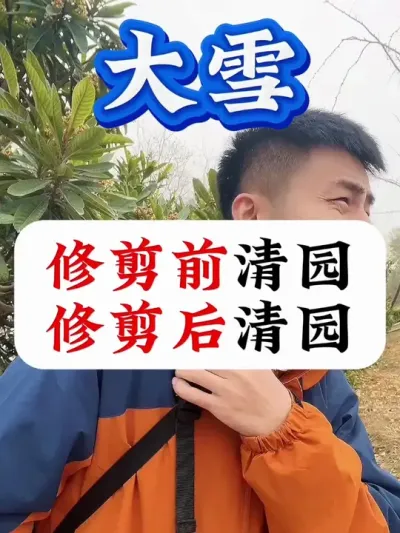 大雪节气后，修剪前清园好？还是修剪后清园好？ #果树清园 #病虫害防治 #果树种植 #果树管理 #果树管理技术