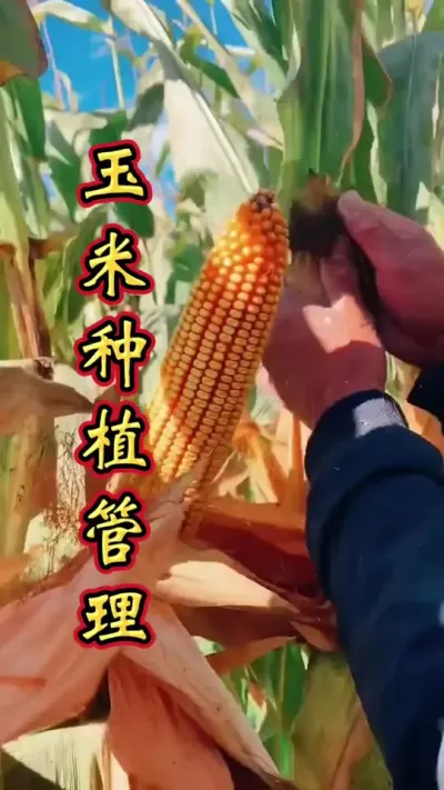 玉米管理很重要，农友一定要知道。记住不会太费脑，好的方法产量高！#增产增收才是硬道理 #玉米高产种植技术 #玉米种植 #玉米种植技术 #玉米管理