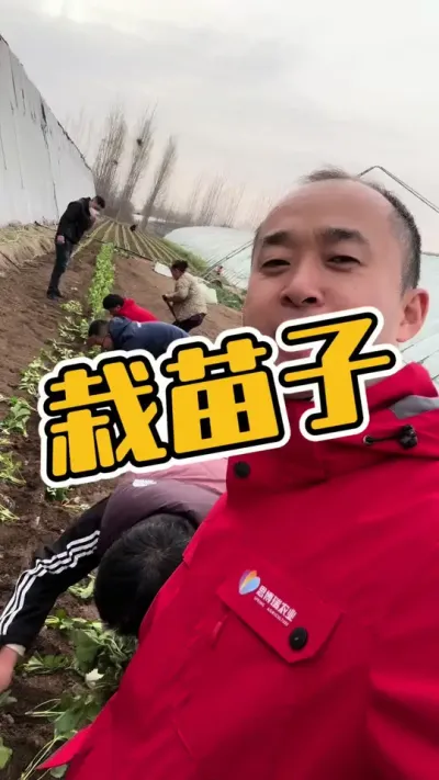 栽母苗、育苗子啦 栽母苗、育苗子啦#草莓育苗 #草莓种植 #草莓苗#裸根苗 #农业技术