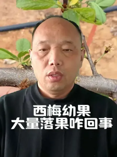 西梅幼果大量落果咋回事？#西梅种植#农田行者 #农田行者技术服务联盟#果树落果
