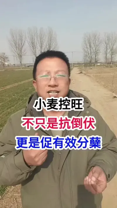 小麦控旺，不只是抗倒伏，更是促有效分蘖 小麦控旺，不只是抗倒伏，更是促有效分蘖#小麦种植 #小麦种植管理技术 #马哥聊农业 #小麦高产技术 #农技知识分享