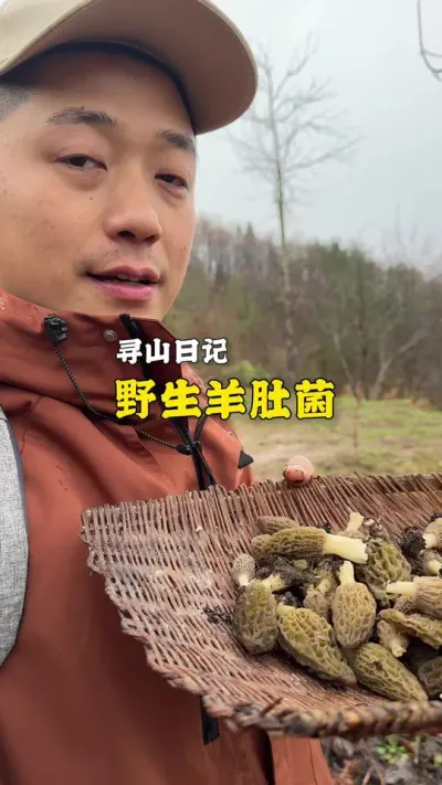 野生羊肚菌，山野中的美味之王 #新农人计划2025 #春天的味道都在山上 #大自然的馈赠