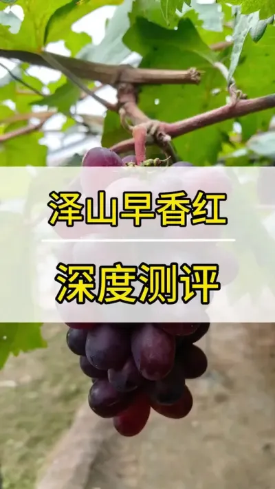泽山早香红 深度测评 #葡萄种植技术 #新农人计划2022 #阳光玫瑰葡萄 #抖音助农 #三农