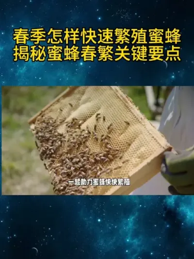 春季怎样快速繁殖蜜蜂揭秘蜜蜂春繁关键要点 #养蜂技术分享 ##我是养蜂人 #蜜蜂纪录片 #春繁蜜蜂 #春繁办法