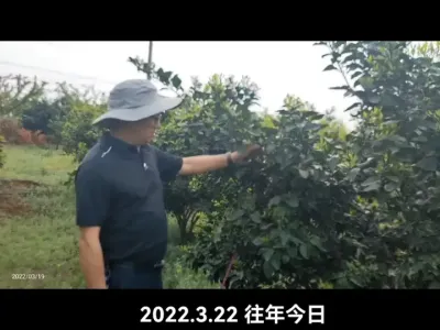 今年太迟了！温度迟迟不起来#李老师说柑桔