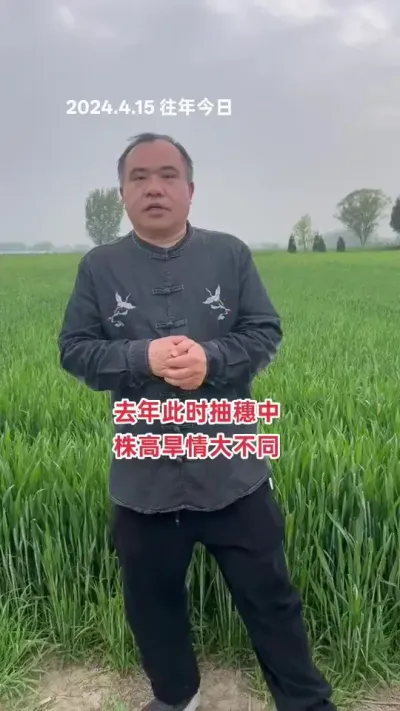 去年今天我预测赤霉病很难发生，今年看天气预报，赤霉病也很难发生！