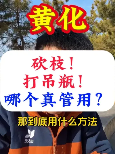 解决黄化，砍枝，打吊瓶，哪个真管用？#柑橘黄化#黄龙#柑橘种植 #果树种植 #果树管理