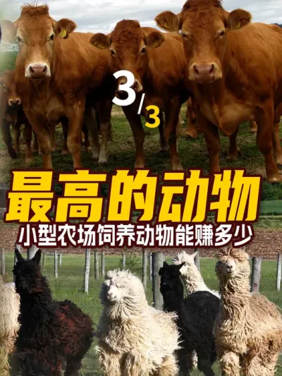 盘点美国小型农场11种赚钱的动物，农场主最爱养什么？到底能赚多少？3 #三农  #三农养殖  #来抖音学农技 