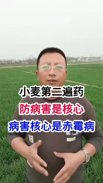 小麦第二遍药，防病害是核心，病害核心是赤霉病 小麦第二遍药，防病害是核心，病害核心是赤霉病#小麦种植 #小麦种植管理技术 #马哥聊农业 #小麦高产技术 #农技知识分享