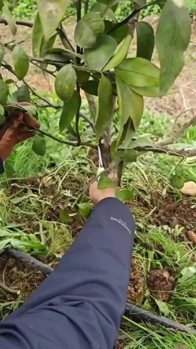 @李永安说柑桔 #果树种植管理