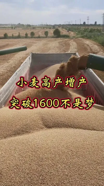 小麦增产 小麦科学管理，增产丰收多卖钱💰#增产增收 #小麦种植管理技术 #小麦 #小麦增产增收叶面肥 #小麦高产技术