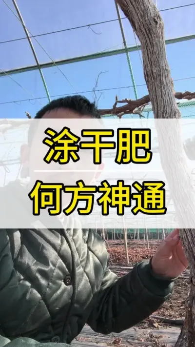 涂干肥怎么样 #葡萄种植技术 #新农人计划2022 #阳光玫瑰葡萄 #抖音助农 #三农
