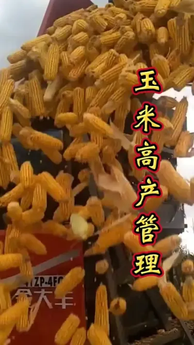 玉米出苗后第一遍药，打对配方增产显著。#玉米高产种植技术 #玉米种植 #玉米种植技术 #玉米高产 #玉米管理