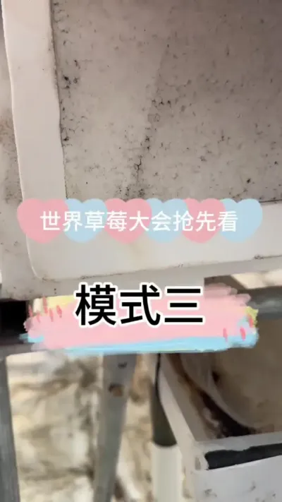 世界草莓大会抢先看 新模式三之泡沫箱栽培 #2024新农人计划 #种草莓 #病虫害防治 #草莓园