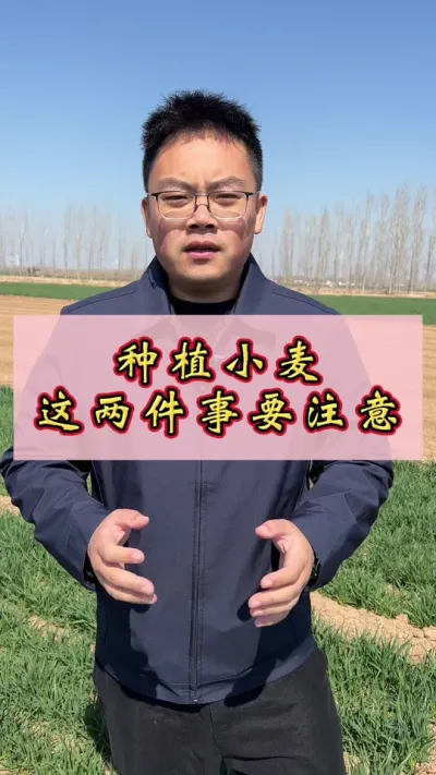 小麦科学管理，增产丰收多卖钱。#小麦增产 #增产增收才是硬道理 #小麦 #增产增收小配方 #小麦高产技术