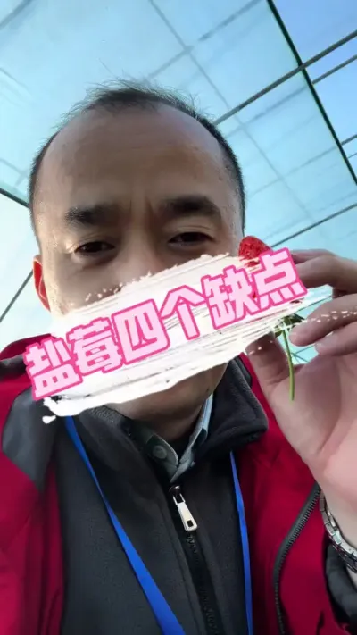盐莓一号的缺点 盐莓一号的四个缺点，你怎么看#盐莓一号 #草莓新品种 #草莓育苗 #疏花疏果 #草莓种植