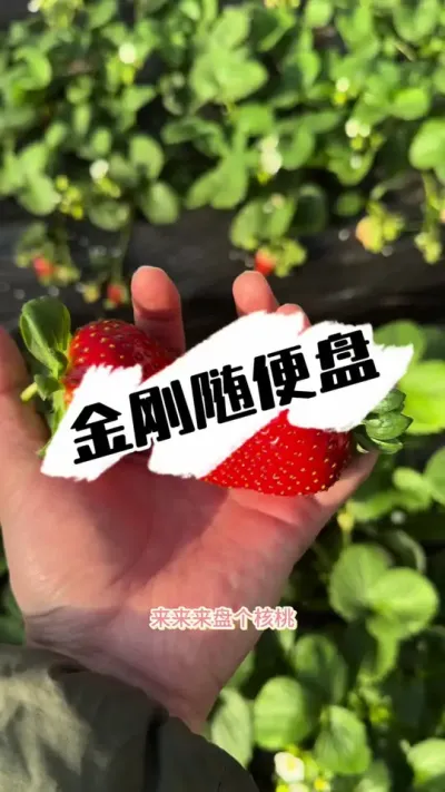 盘核桃，金刚二号 金刚二号表现不孬#草莓种植 #草莓 #三农种植 #种草莓 #农业技术