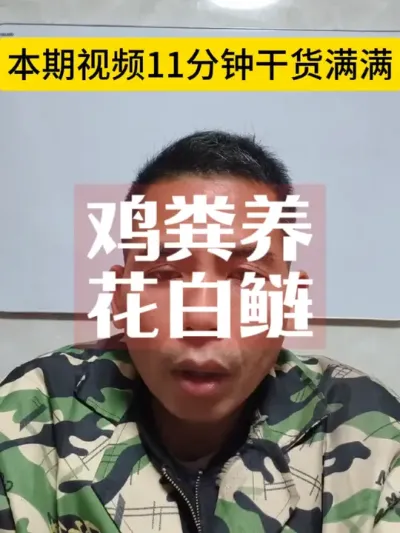 一条视频讲透，怎样用鸡粪养花白鲢