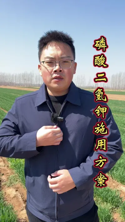 磷酸二氢钾使用方法以及使用时间。#小麦增产 #小麦增产增收 #磷酸二氢钾 #帮助农友们增资增产 #服务三农支持三农
