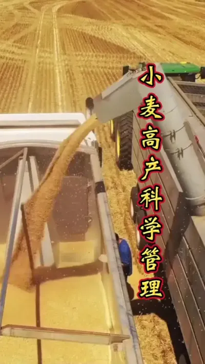 小麦高产 小麦高产，每亩突破1800不是梦。#小麦高产技术 #抖音助农 #小麦 #农业种植技术 #服务三农