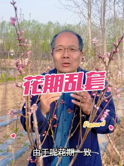 桃花期 你那里开花了吗，大家评论区发图片。#果园管理 #果树修剪 #倒春寒