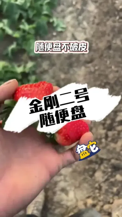 随便盘的金刚二号 粉丝反馈，很搞笑的视频，把金刚二号盘核桃#草莓种植 #草莓 #草莓熟了 #病虫害防治 #草莓采摘园