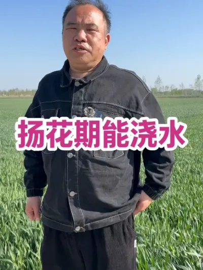 扬花期能浇水 漫灌积水时间别超12小时#农业种植技术
