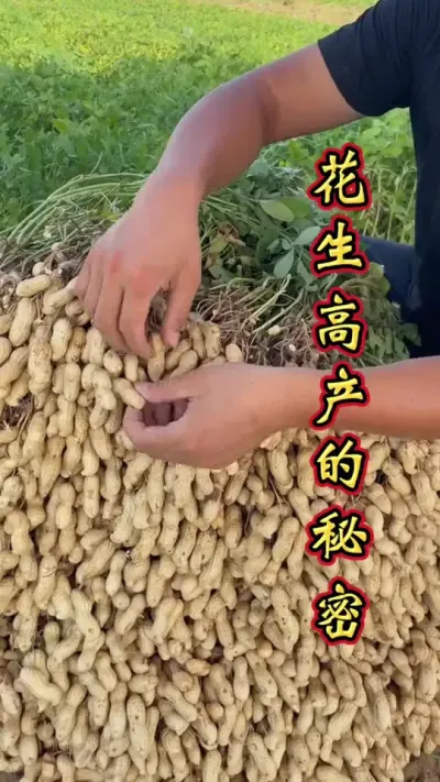花生丰产丰收 花生每亩突破1200斤，底肥加上硼帮助您。#花生种植 #花生高产 #花生种植管理技术 #花生高产配方 #花生管理