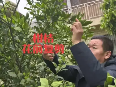 柑桔花前复剪 #李老师说柑桔 #好景系列 #一年好景君须记最是橙黄橘绿时