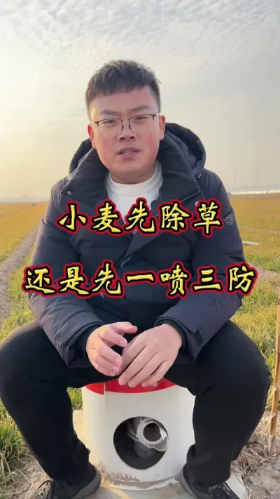 小麦管理 先除草还是先一喷三防，根据情况而定。#小麦种植管理技术 #小麦 #小麦高产 #小麦高产技术 #小麦增产