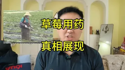 广东草莓被铲除的真相，和自媒体所说截然相反！ #草莓农残#草莓种植 