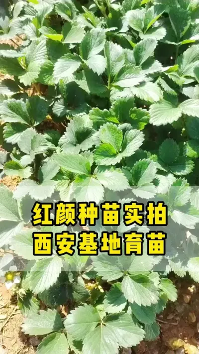 红颜草莓种苗，已经开始移栽育苗，全都是实景实拍#红颜 #草莓苗 #育苗 #种苗
