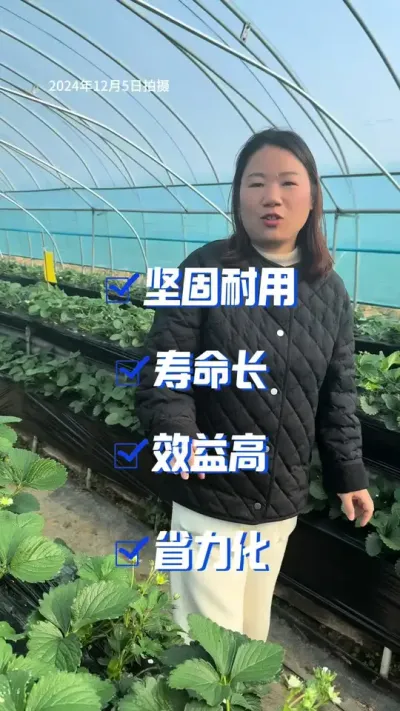 超高垄品字形栽培 江苏农林职业技术学院、草莓超高垄栽培#草莓种植 #三农种植 #草莓 #农业技术 #超高垄草莓