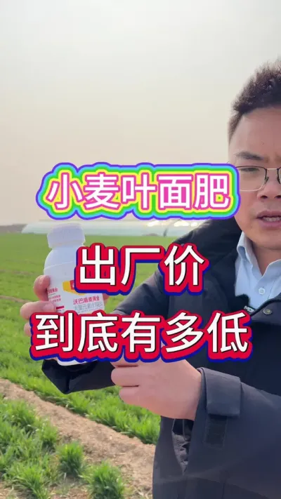 小麦叶面肥 小麦全面补充营养，防风抗倒伏，稳产高产丰收棒。#小麦高产技术 #小麦种植管理技术 #小麦增产增收 #小麦增产增收叶面肥 #小麦