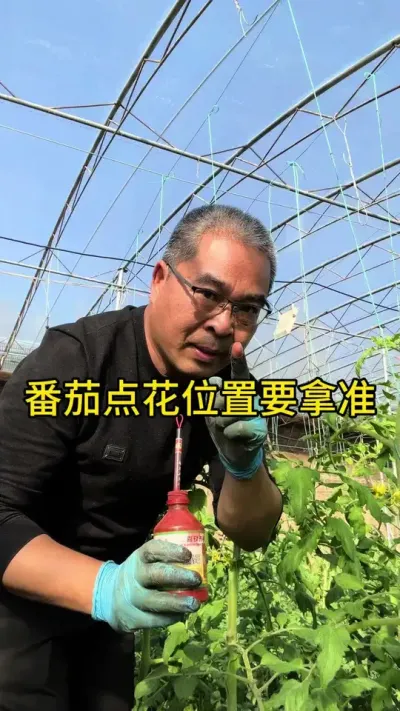 #创作灵感 番茄点花的位置！！#2024新农人计划 #番茄种植