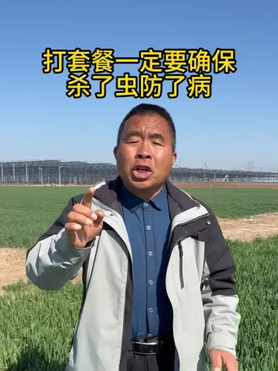 打套餐一定要确保杀了虫防了病 #小麦 #小麦管理 #小麦一喷三防 #三农 #防虫防病害小技巧