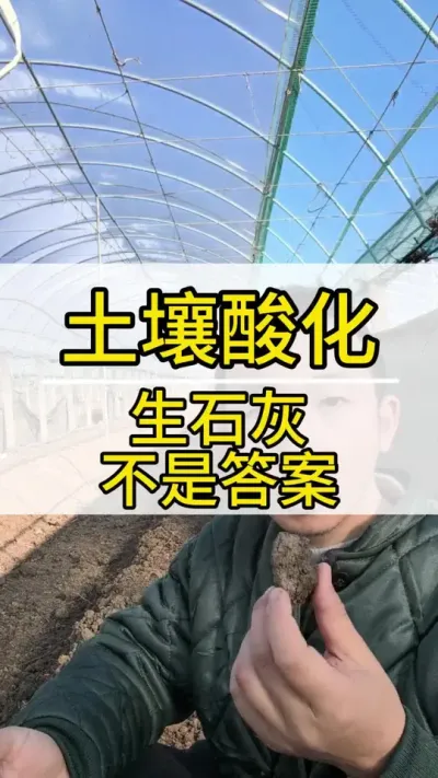 土壤酸化 生石灰就可以了？ #葡萄种植技术 #新农人计划2022 #阳光玫瑰葡萄 #抖音助农 #三农