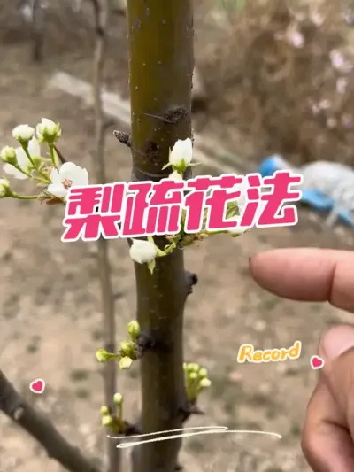 知识点 梨是边缘花先开，怎么书花