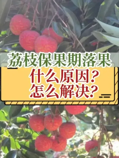 荔枝保果期落果什么原因？怎么解决？ #荔枝 #落果 #新农人计划2025 #农业 #支持三农扶持三农发展