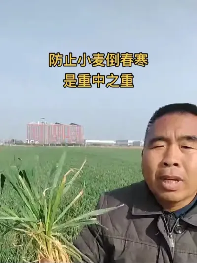 现在防止小麦倒春寒是重中之重 #服务三农支持三农 #农技推广 #抖音助农扶农 #农业种植技术 #高产小麦管理技术