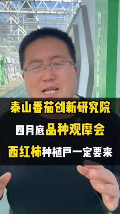 泰山番茄创新研究院，四月底品种观摩会，西红柿种植户一定要来 #泰山番茄创新研究院 #西红柿种苗 #番茄种苗 #西红柿种植 #番茄种植