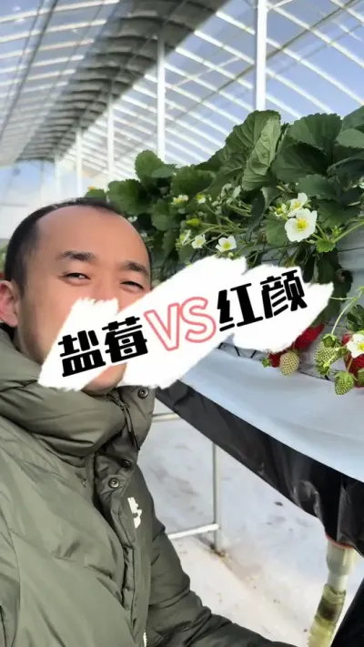 盐莓一号🆚红颜 完胜有没有#草莓种植 #三农种植 #农业技术 #种草莓 #病虫害防治
