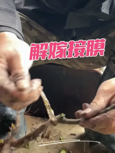 栽苗先解膜#新农人计划2025 #原创视频 #抖音助农 #农业种植 #柑橘种植