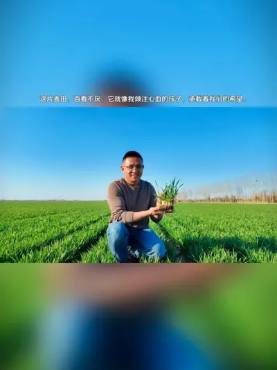 麦苗排列得整整齐齐，根茎粗壮，叶片黑绿油亮，规整笔直 ，彰显着丰收的希望。#茁壮麦田 #田野风光 #丰收在望#绿油油的麦田