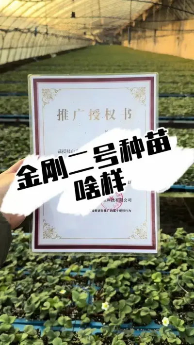 金刚二号种苗啥样 金刚二号的种苗现在长啥样#草莓种植 #种草莓 #草莓 #三农种植 #草莓苗
