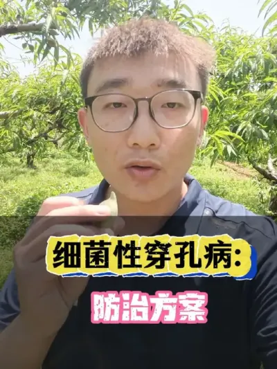 鹰嘴桃细菌性穿孔病防治方案: #鹰嘴桃#细菌性穿孔病 #来抖音学农技 #内容启发搜索 #磷酸二氢钾