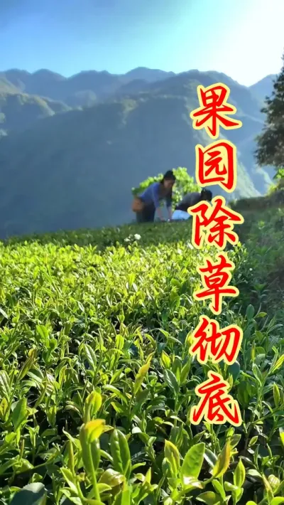果园除草专用、 #果树种植  #服务三农支持三农  #果园除草  #农业种植 #抖音助农