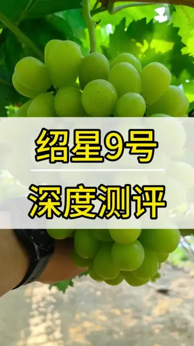 绍兴九号深度测评 #葡萄种植技术 #新农人计划2022 #阳光玫瑰葡萄 #抖音助农 #三农