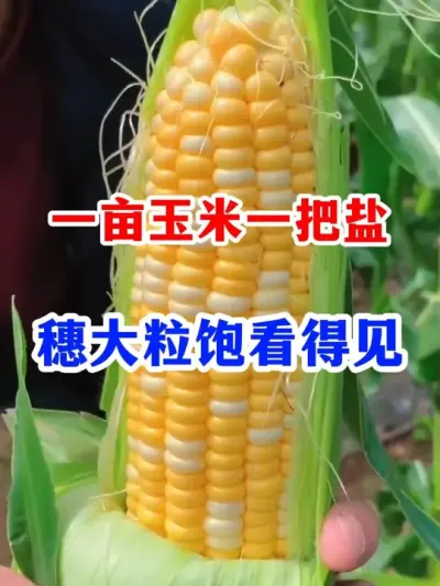 一亩玉米一把盐，玉米高产丰收看得见。#玉米种植 #玉米高产 #玉米丰收 #农业种植 #三农种植